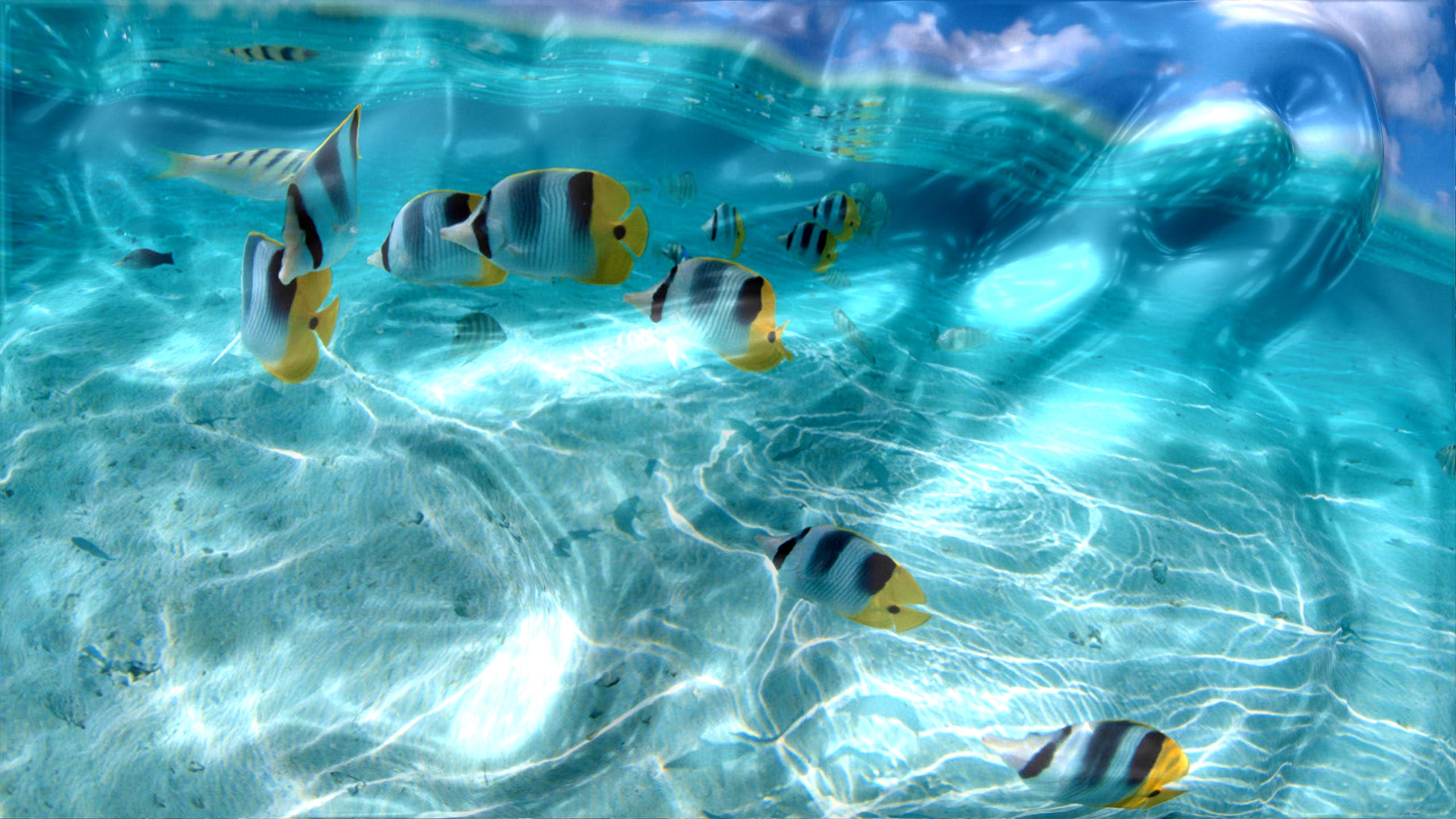 3d desktop aquarium screensaver for windows 8